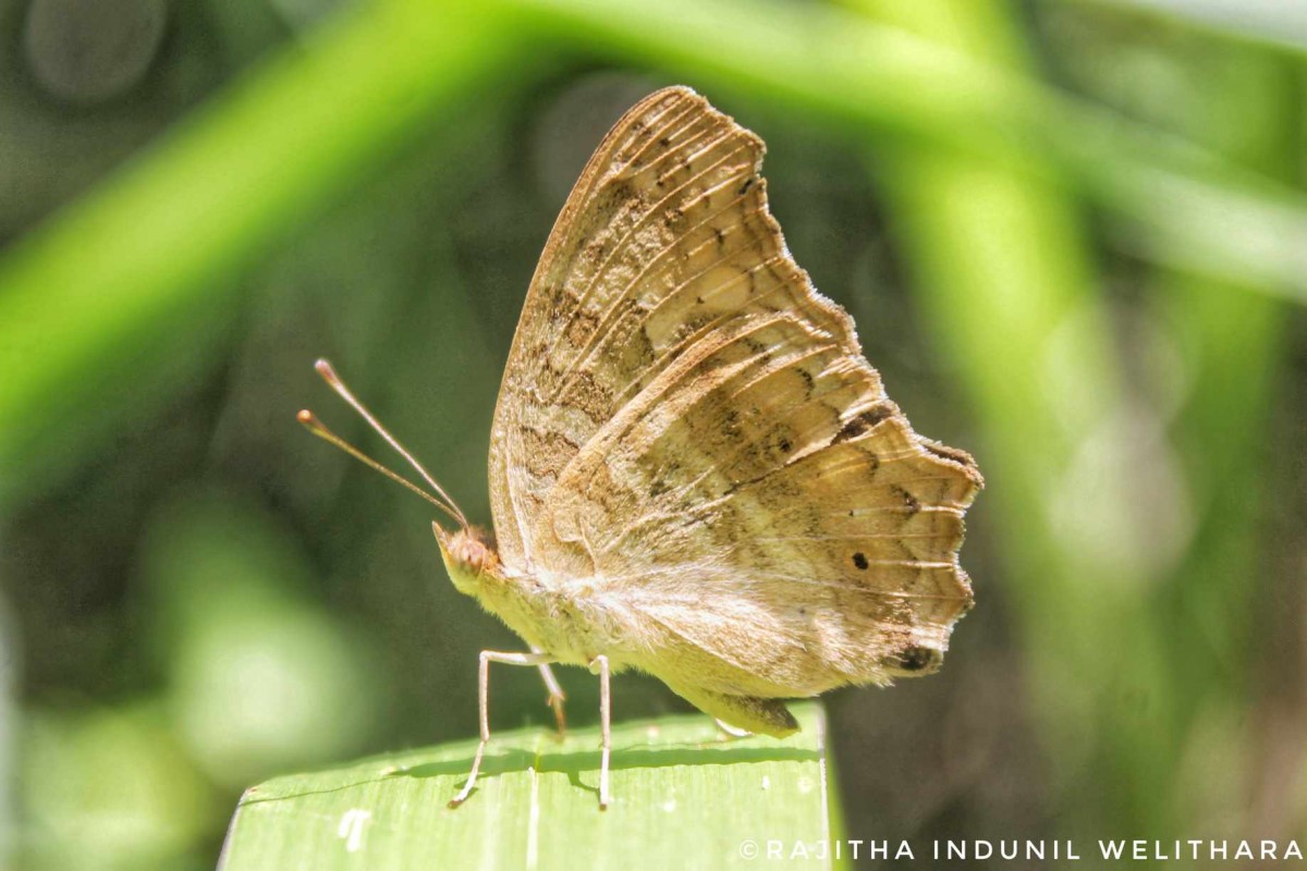 Junonia lemonias Linnaeus, 1758